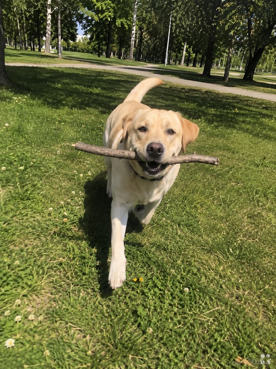 Piko the dog