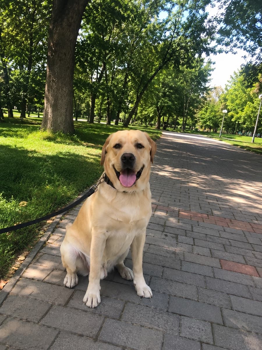 Piko the dog